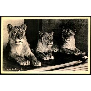 Lver - Aalborg Zoo - Lauritzens Bogh. 76050 - Ubrugt