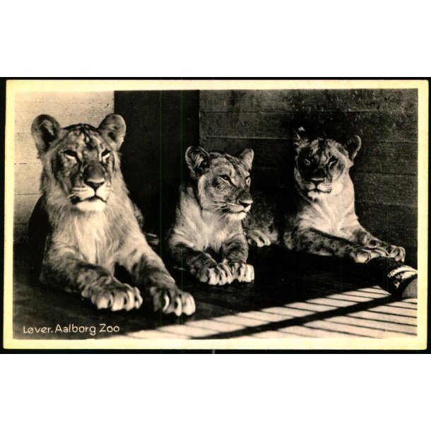 Lver - Aalborg Zoo - Lauritzens Bogh. 76050 - Ubrugt