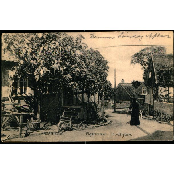Bornholm - Figentret i Gudhjem - Colbergs Bogh. Eneret - Brugt