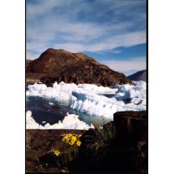 Fjeldvalmue - Grnlands Post 23/89 - Ubrugt