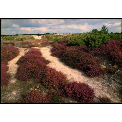 Lyngparti - Fan� - Wadmanns 9478 - Brugt