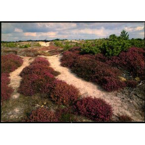 Lyngparti - Fan� - Wadmanns 9478 - Brugt