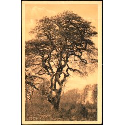 Tr i Slotshegnet - Jgerspris - K.V. Nielsens Bogh. 26286 - Ubrugt