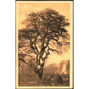 Tr i Slotshegnet - Jgerspris - K.V. Nielsens Bogh. 26286 - Ubrugt