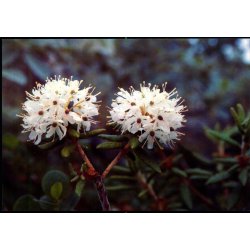  Grnlandsk Post - Grnlands Post 27/90 - Ubrugt