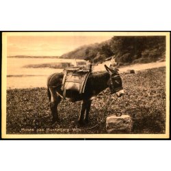 Moses paa Munkebjerg - Vejle - Hvidehus 127 - Ubrugt