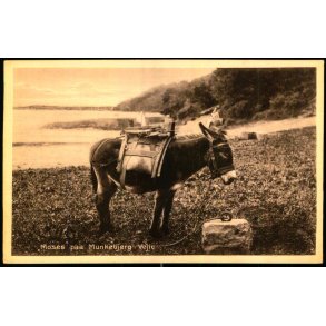 Moses paa Munkebjerg - Vejle - Hvidehus 127 - Ubrugt