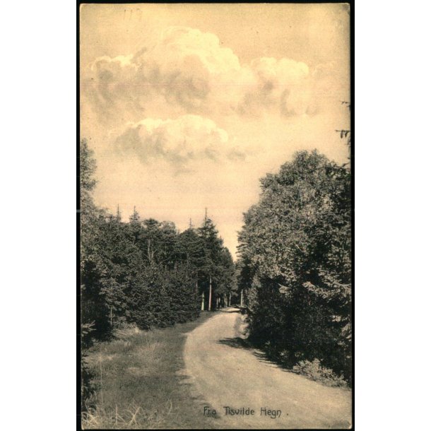Fra Tisvilde Hegn - A. Jensens Bogh. 8004 - Ubrugt