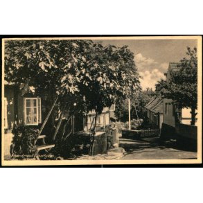 Figentret i Gudhjem - Eneret 855 - Brugt