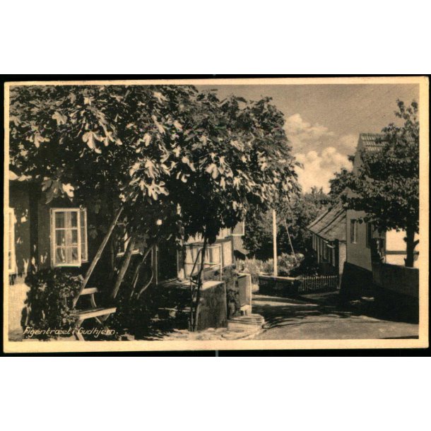 Figentret i Gudhjem - Eneret 855 - Brugt