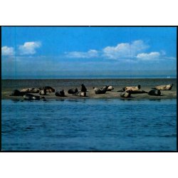 S�ler p� Sandbanker i Vadehavet - H. Ingwersen 1018 - Ubrugt