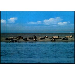 S�ler p� Sandbanker i Vadehavet - H. Ingwersen 1018 - Ubrugt