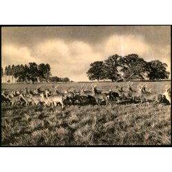 Knuthenborg Park - Sikkavildt - u/n - Ubrugt