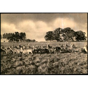 Knuthenborg Park - Sikkavildt - u/n - Ubrugt