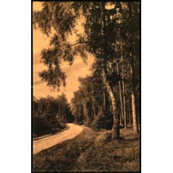 Birken - Tisvilde Hegn - S. Nielsen 4198 - Ubrugt