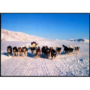 Hundeslde - Kangerlussuaq Turist u/n - Brugt