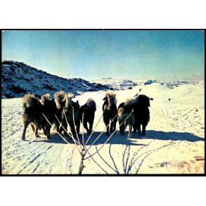 Hundeslde - G.I.R. u/n - Brugt