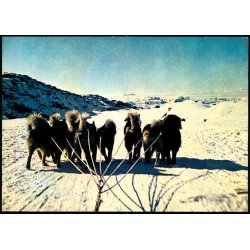 Hundeslde - G.I.R. u/n - Ubrugt