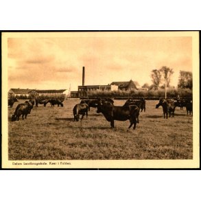 Dalum Landbrugsskole - K�er i Folden - Holst & Madsen u/n - Ubrugt