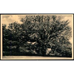 Taasinge - Ambrosius - Eg - Rudolf Olsen 7014 - Ubrugt