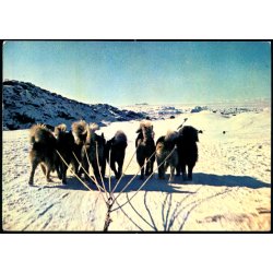 Hundeslde - G.I.R. u/n - Ubrugt