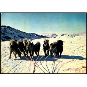 Hundeslde - G.I.R. u/n - Ubrugt