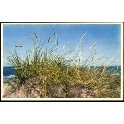 Marehalm p� den yderste klit - S�ndervig - Nr. 6 - Ubrugt