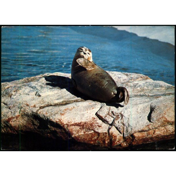 Esbjerg - S�lungen S�S - Fiskeri og S�fartsmuseet - u/n - Brugt