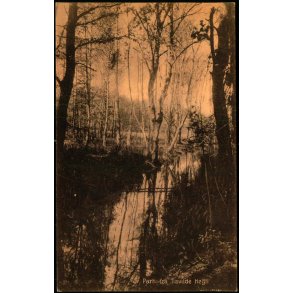 Parti fra Tisvilde Hegn - S. Nielsen 48443 - Ubrugt