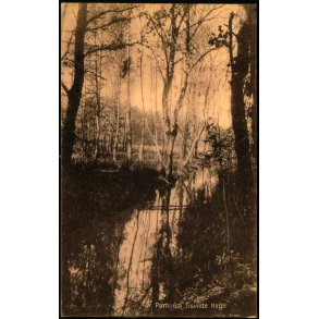 Parti fra Tisvilde Hegn - S. Nielsen 48443 - Brugt