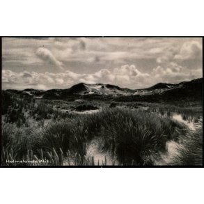 Holmsland Klit -  Bogladerne i Ringk�bing 94801