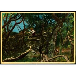 Tisvilde Hegn - Troldeskoven - Rudolf Olsen  356 - Ubrugt