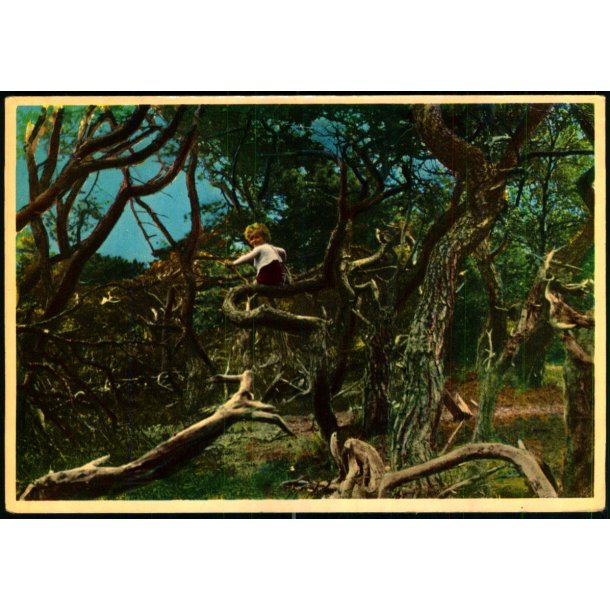 Tisvilde Hegn - Troldeskoven - Rudolf Olsen  356 - Ubrugt