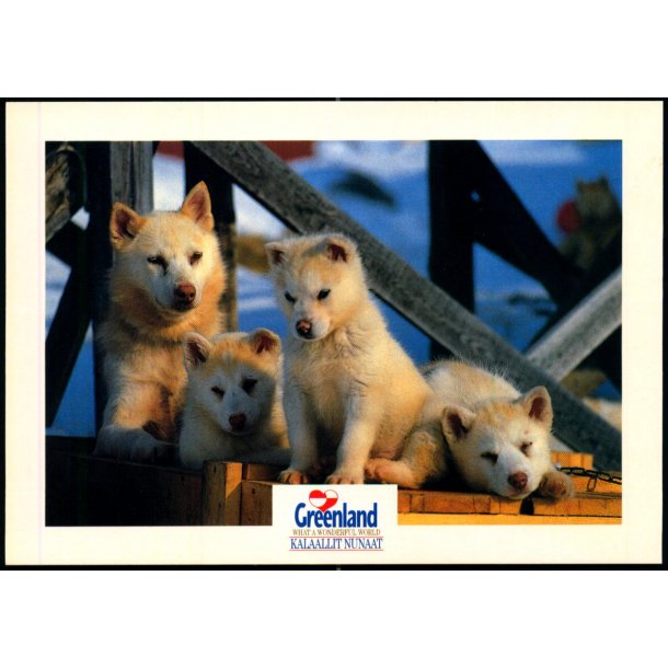 Greenlandic Dog with puppies - ROV 02 - Ubrugt