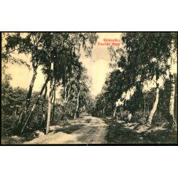 Birkealle i Tisvilde Hegn - S. Nielsen 40509 - Ubrugt