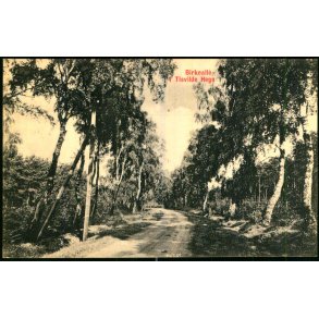 Birkealle i Tisvilde Hegn - S. Nielsen 40509 - Ubrugt