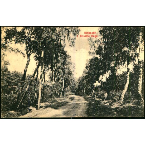 Birkealle i Tisvilde Hegn - S. Nielsen 40509 - Ubrugt