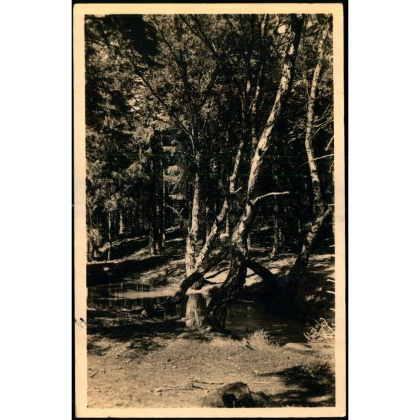 Tisvilde Hegn - R�hls Dam - Stationskiosken 104 - Brugt