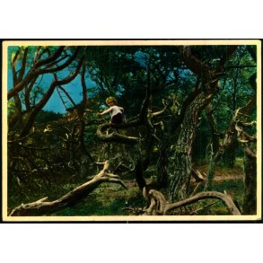 Tisvilde Hegn - Troldeskoven - Rudolf Olsen  356 - Ubrugt