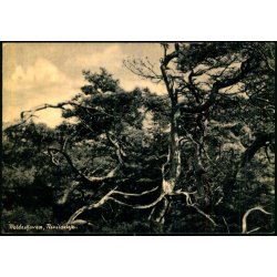 Troldeskoven - Tisvildeleje - Stender 17955 - Ubrugt