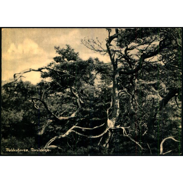 Troldeskoven - Tisvildeleje - Stender 17955 - Ubrugt