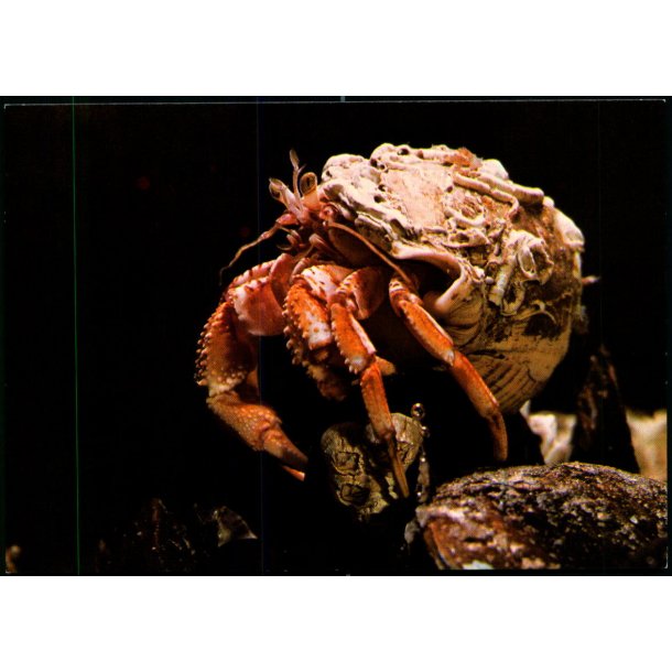 Esbjerg - Fra Salltvandsskvariet - Erimitkrebs - Fiskeri og S�fartsmuseet - u/n - Ubrugt