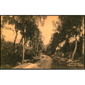 Birkealle i Tisvilde Hegn - S. Nielsen u/n - Ubrugt