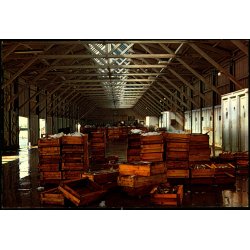 Skagen - Fiskeauktionen  - Gr�sb�lls  7016 - Ubrugt