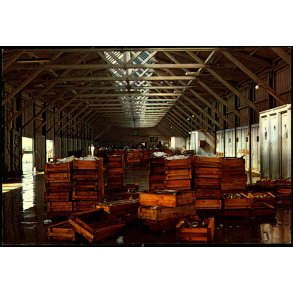 Skagen - Fiskeauktionen  - Gr�sb�lls  7016 - Ubrugt