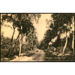 Birkealle i Tisvilde Hegn - S. Nielsen 40509 - Brugt