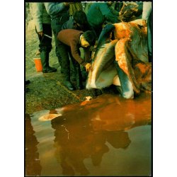 Hvalflnsning - Sarqaq - JWB Repro u/n - Brugt