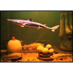 Esbjerg - Fra Salltvandsskvariet - Pighaj og Torsk - Fiskeri og S�fartsmuseet - u/n - Ubrugt