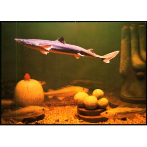 Esbjerg - Fra Salltvandsskvariet - Pighaj og Torsk - Fiskeri og S�fartsmuseet - u/n - Ubrugt