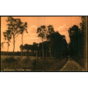Birkeskov - Tisvilde Hegn - A. Jensens Bogh. 38512 - Ubrugt